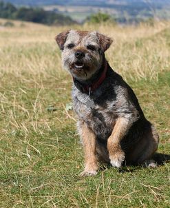 CQ2R9616 Terrier – Border