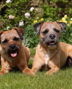 CQ2R8757 Terrier – Border