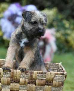 CQ2R8896 Terrier – Border