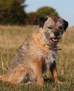 CQ2R9742 Terrier – Border