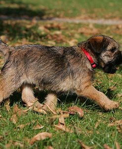 MD3P6205 Terrier – Border