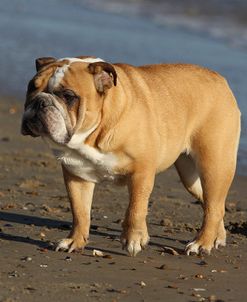 A21C5899 Bulldog – British