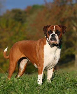 AY3V5898 Boxer