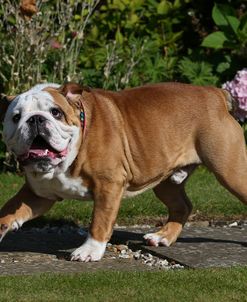 AY3V0706 Bulldog – British