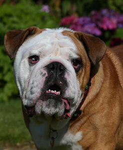 AY3V0766 Bulldog – British