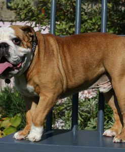 AY3V0853 Bulldog – British