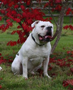 AY3V3969 Bulldog – Old Tyme