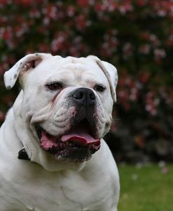 AY3V4123 Bulldog – Old Tyme