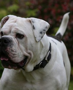 AY3V4153 Bulldog – Old Tyme