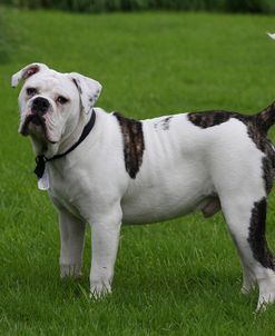 AV4C8574 Bulldog – Old Tyme