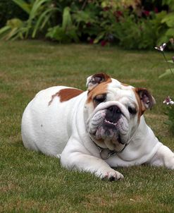 AY3V0014 Bulldog – British