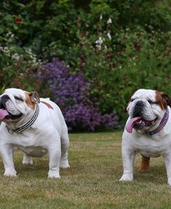 AY3V0040 Bulldog – British