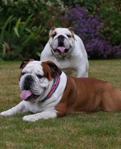 AY3V0049 Bulldog – British