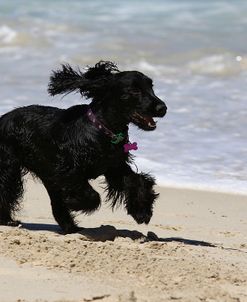 A21C9344 Spaniel – English Cocker