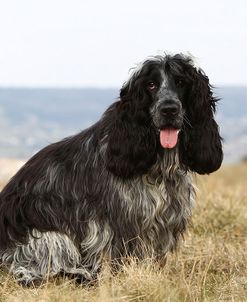 AV4C2979 Spaniel – English Cocker