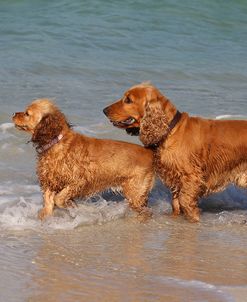 AV4C3645 Spaniel – English Cocker