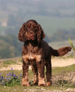 AY3V0627 Spaniel – English Cocker