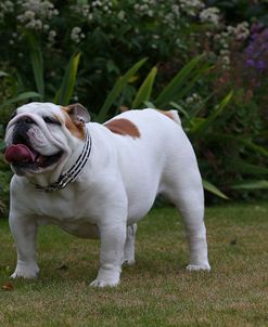 AY3V9724 Bulldog – British