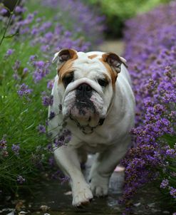 AY3V9763 Bulldog – British