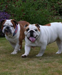 AY3V9791 Bulldog – British