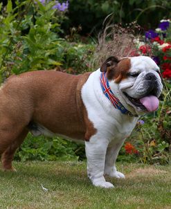 AY3V9799 Bulldog – British