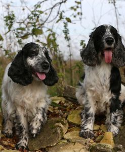 AY3V2787 Spaniel – English Cocker