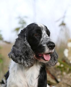 AY3V2801 Spaniel – English Cocker