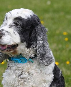 CQ2R0342 Spaniel – English Cocker