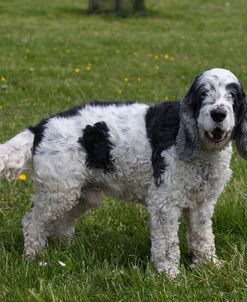 CQ2R0351 Spaniel – English Cocker