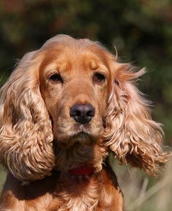 CQ2R0675 Spaniel – English Cocker