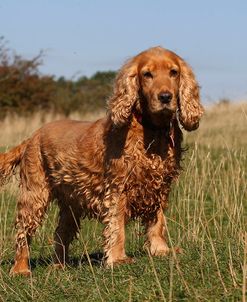 CQ2R0735 Spaniel – English Cocker