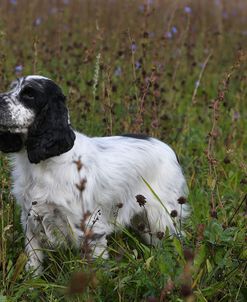 AY3V2463 Spaniel – English Cocker