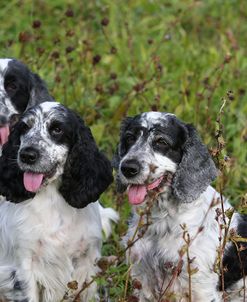 AY3V2484 Spaniel – English Cocker