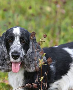 AY3V2559 Spaniel – English Cocker