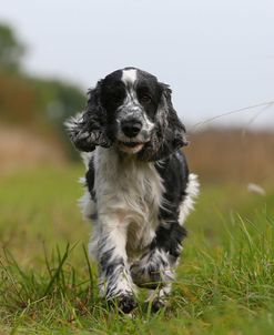 AY3V2723 Spaniel – English Cocker