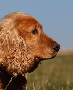 CQ2R0736 Spaniel – English Cocker