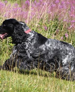 CQ2R1115 Spaniel – English Cocker