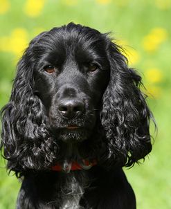 CQ2R1202 Spaniel – English Cocker