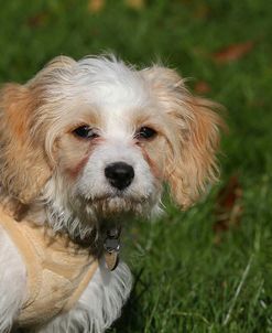 CQ2R0623 Cavapoo