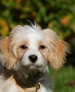 CQ2R0629 Cavapoo