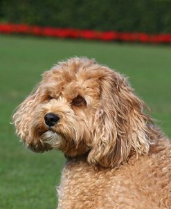 CQ2R0969 Cavapoo