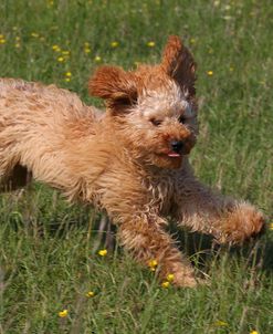 CQ2R4825 Cavapoo