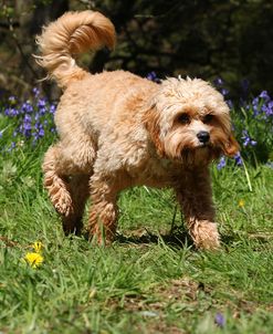 CQ2R6008 Cavapoo