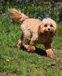 CQ2R6014 Cavapoo