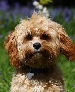 CQ2R6021 Cavapoo