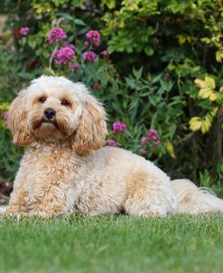 CQ2R7332 Cavapoo