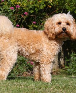 CQ2R7334 Cavapoo