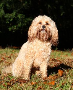 CQ2R1766 Cavapoo