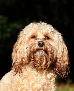 CQ2R1770 Cavapoo