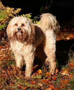 CQ2R1776 Cavapoo